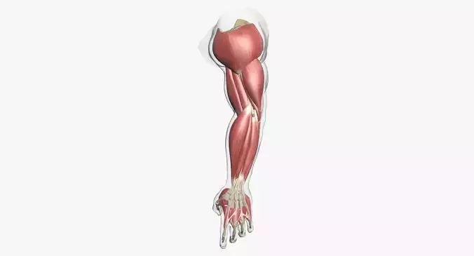 Human Arm Muscle Anatomy 3D model