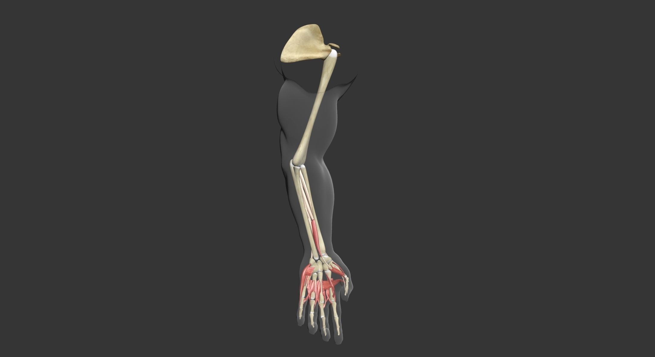 Human Arm Muscle Anatomy 3D model_17