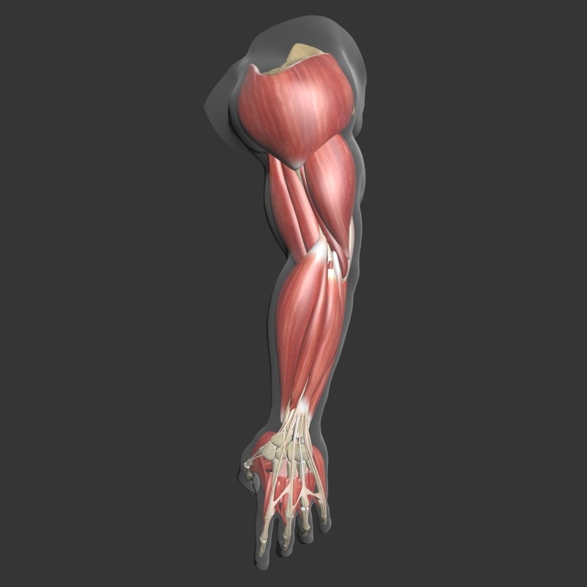 Human Arm Muscle Anatomy 3D model_2