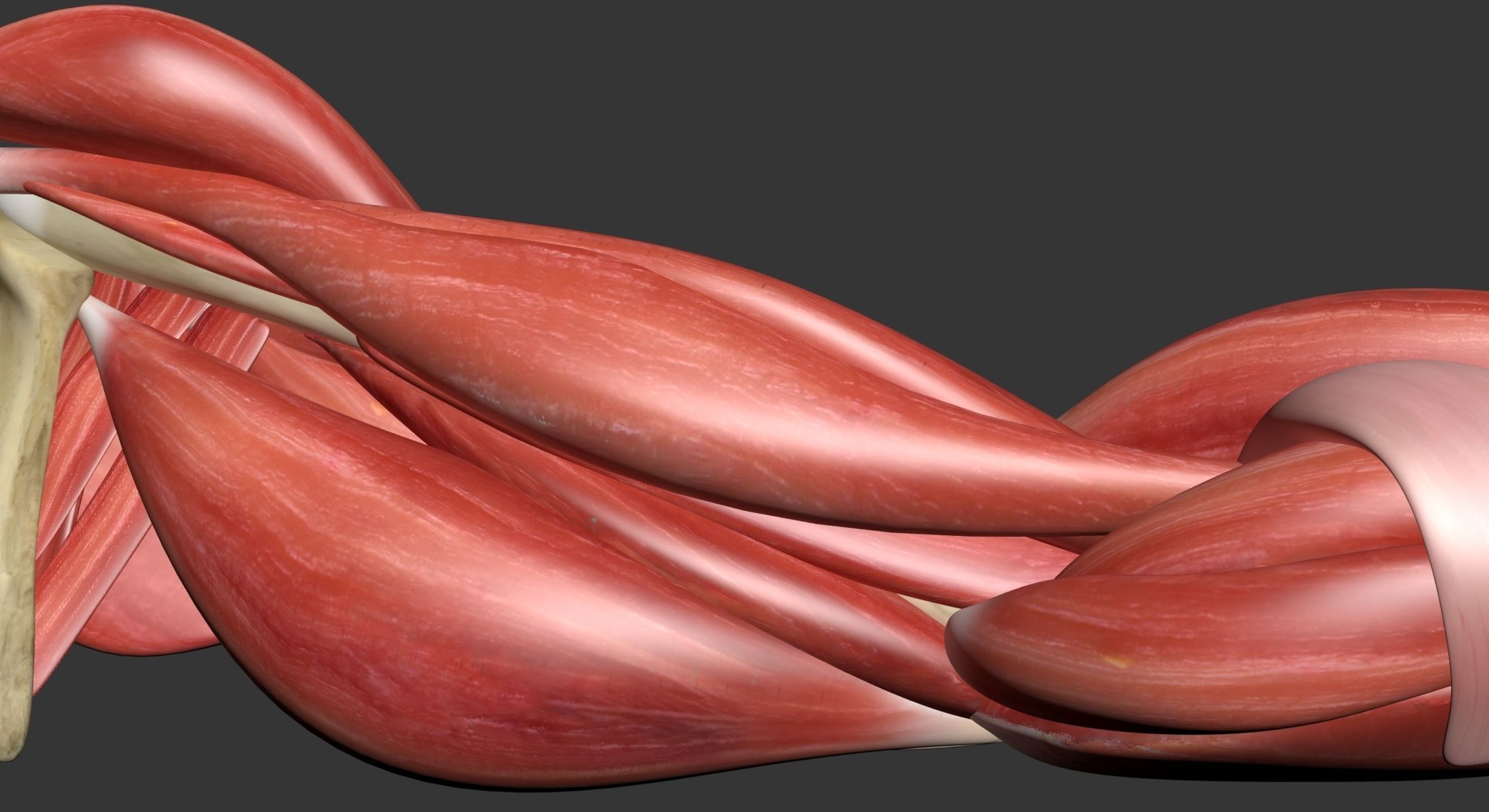 Human Arm Muscle Anatomy 3D model_22
