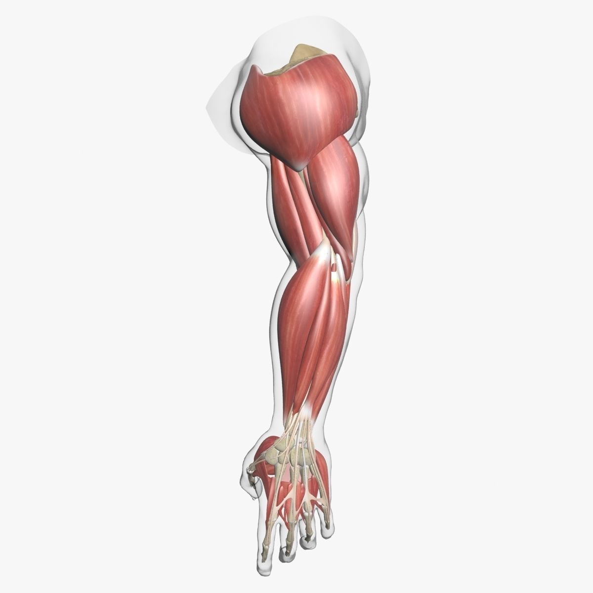 Human Arm Muscle Anatomy 3D model_1
