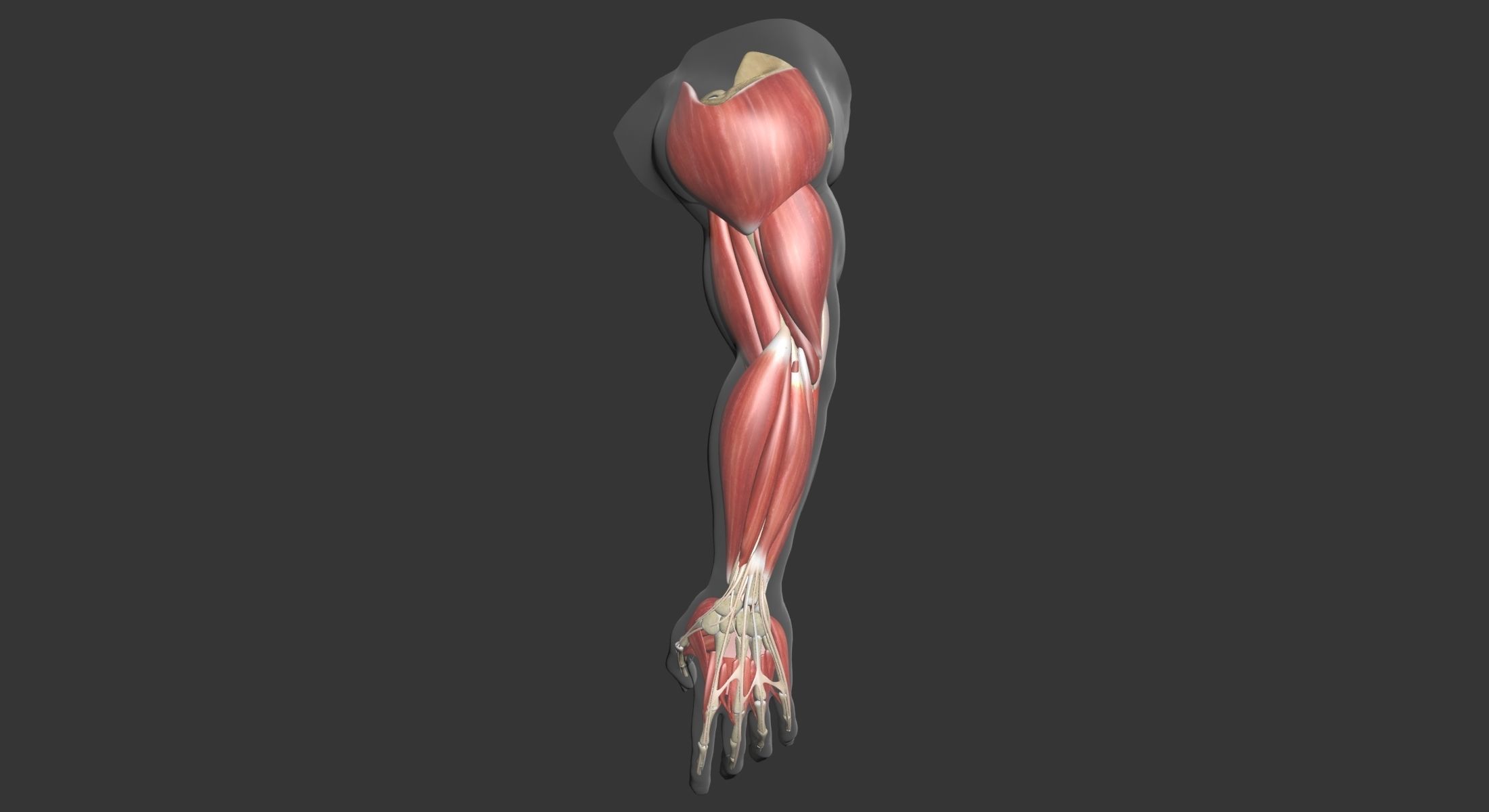 Human Arm Muscle Anatomy 3D model_3