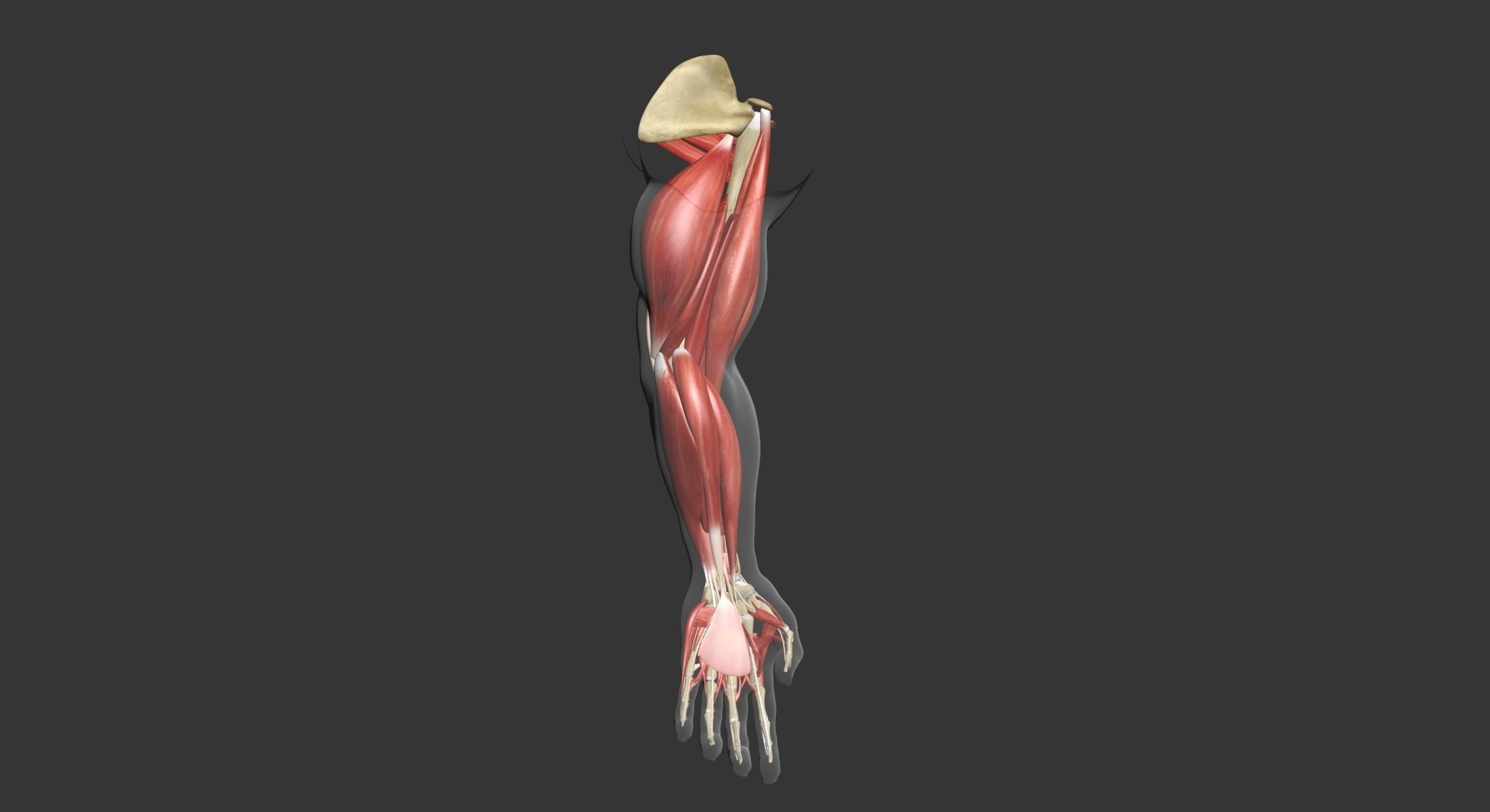 Human Arm Muscle Anatomy 3D model_12