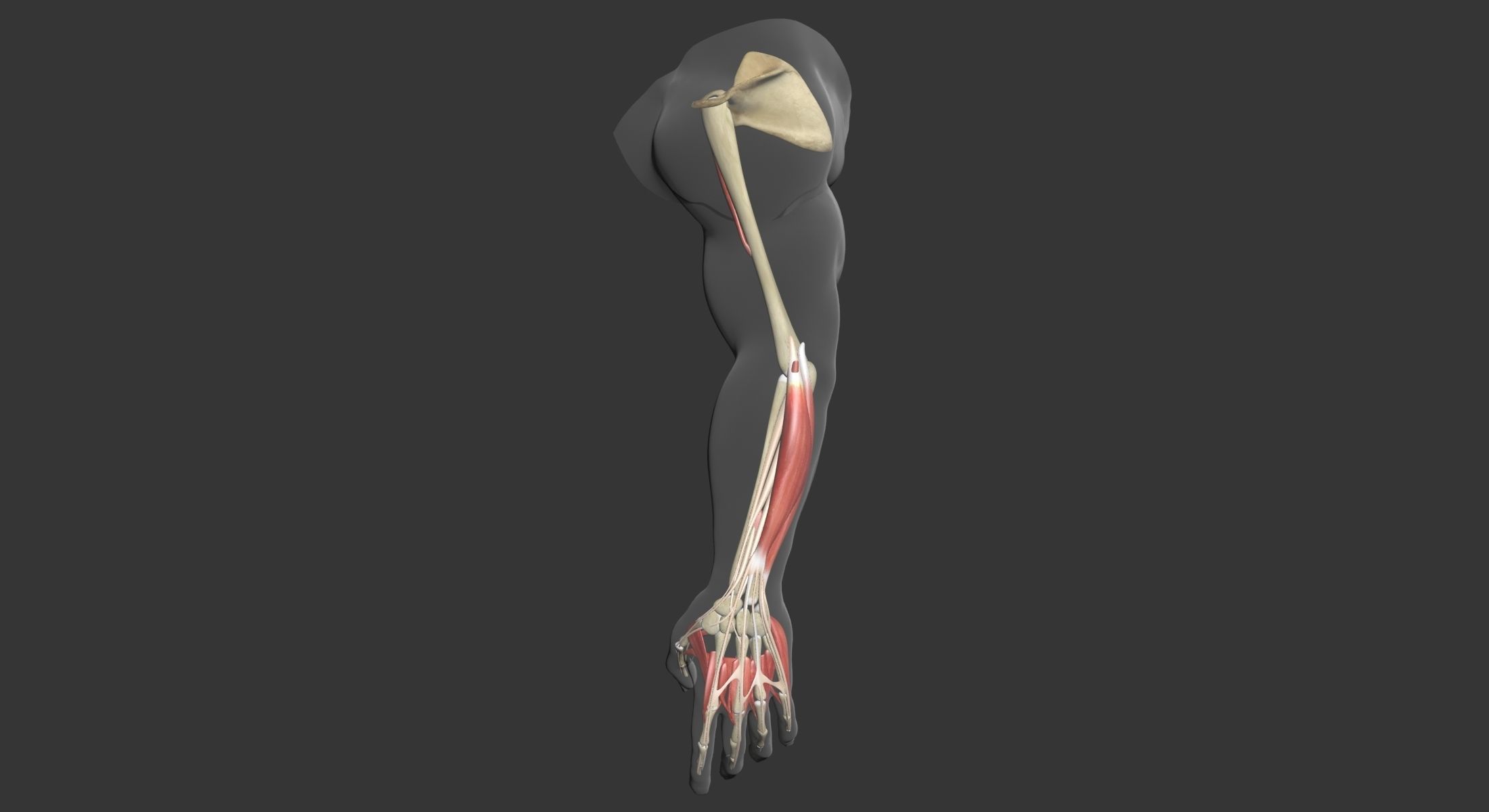 Human Arm Muscle Anatomy 3D model_8