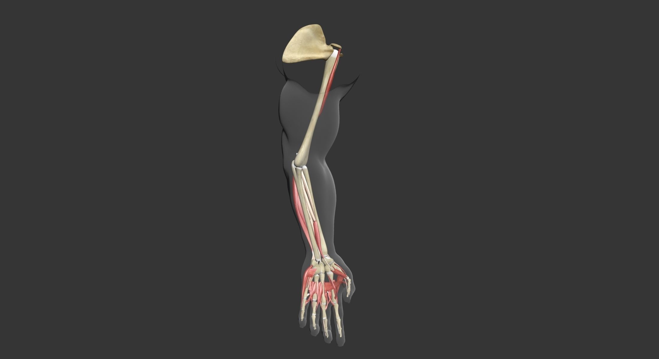 Human Arm Muscle Anatomy 3D model_16