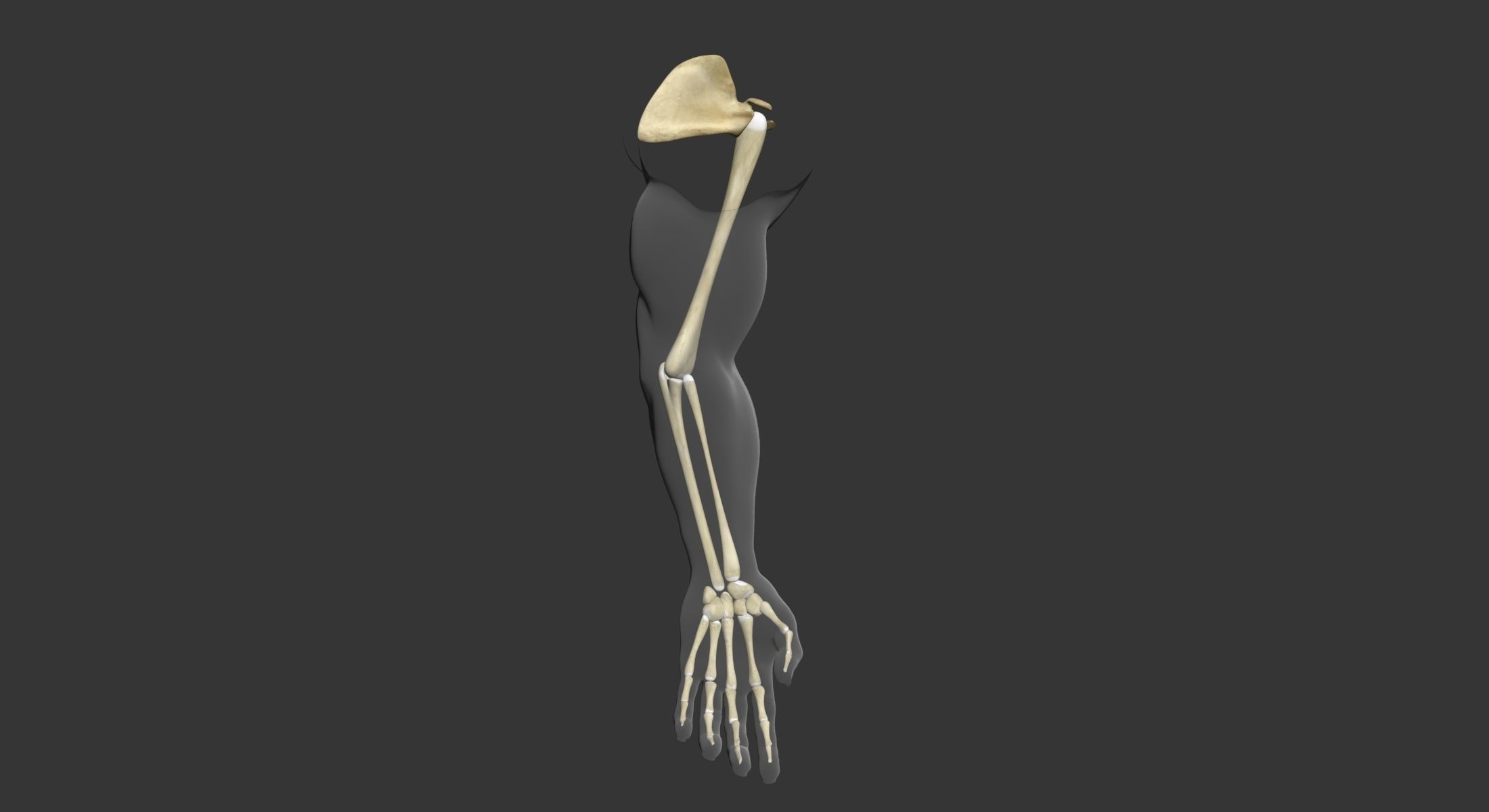 Human Arm Muscle Anatomy 3D model_18