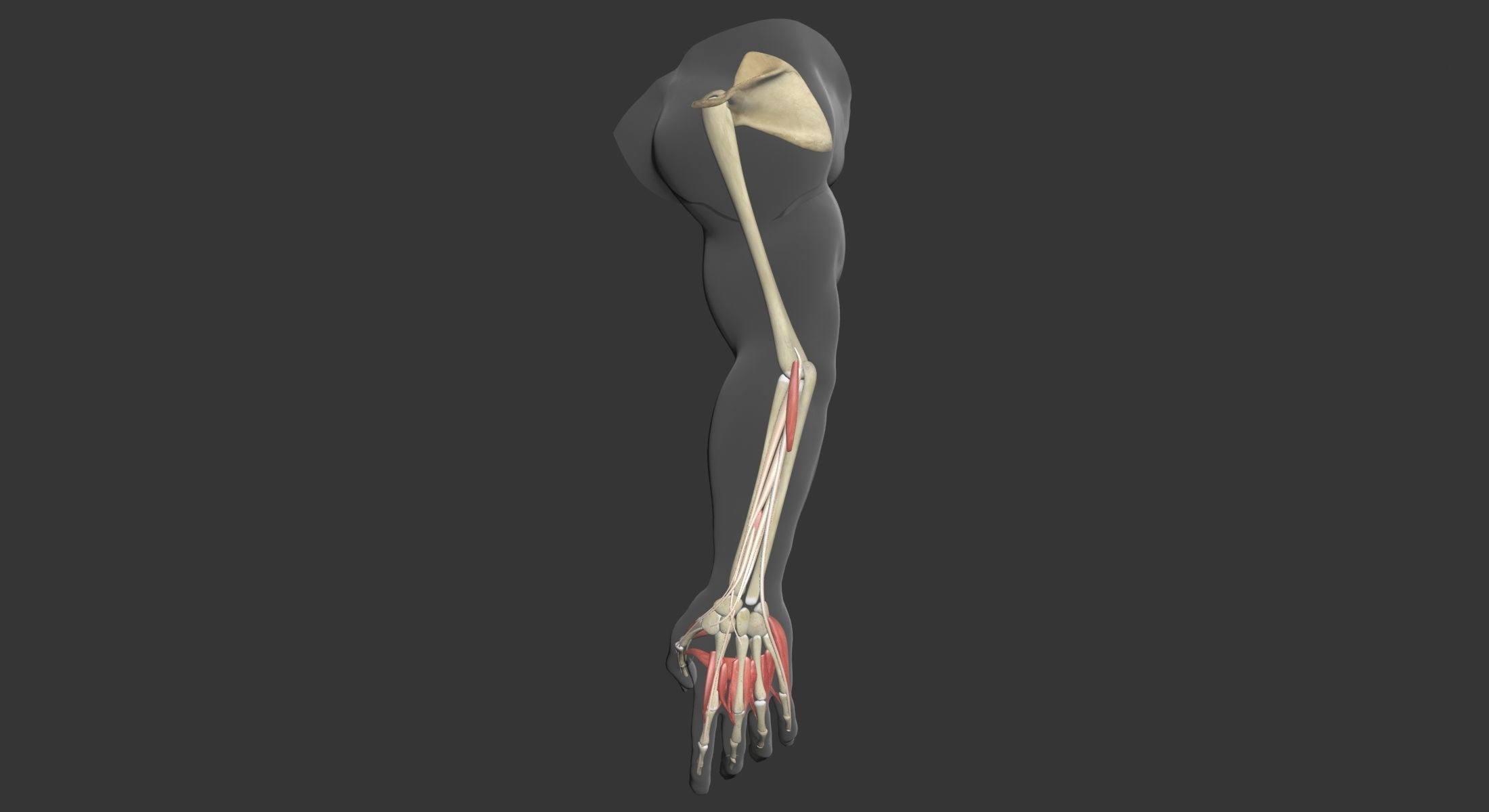 Human Arm Muscle Anatomy 3D model_9