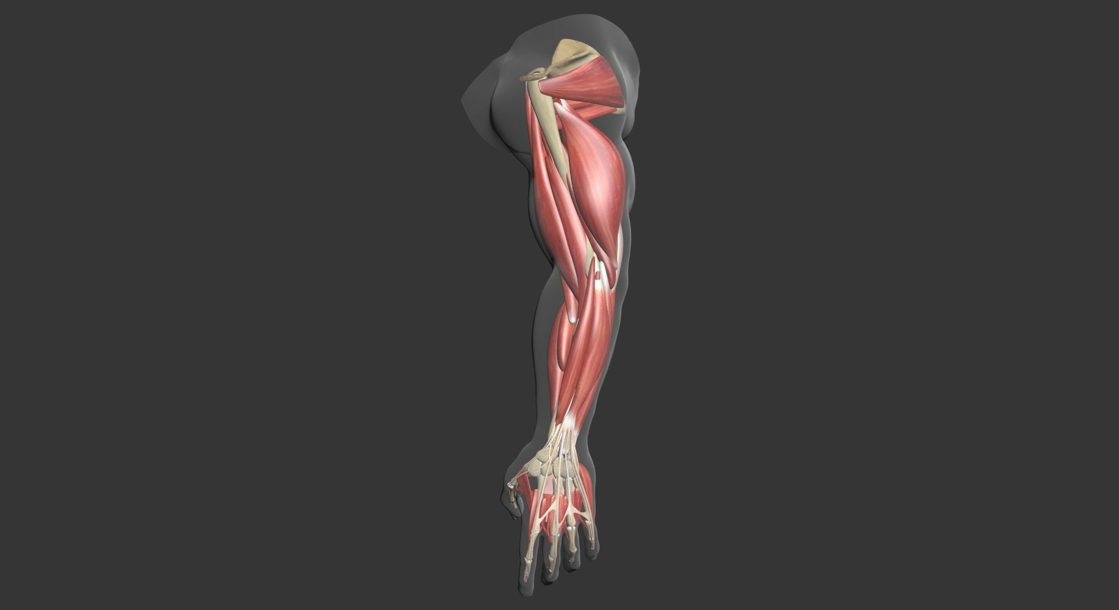 Human Arm Muscle Anatomy 3D model_4