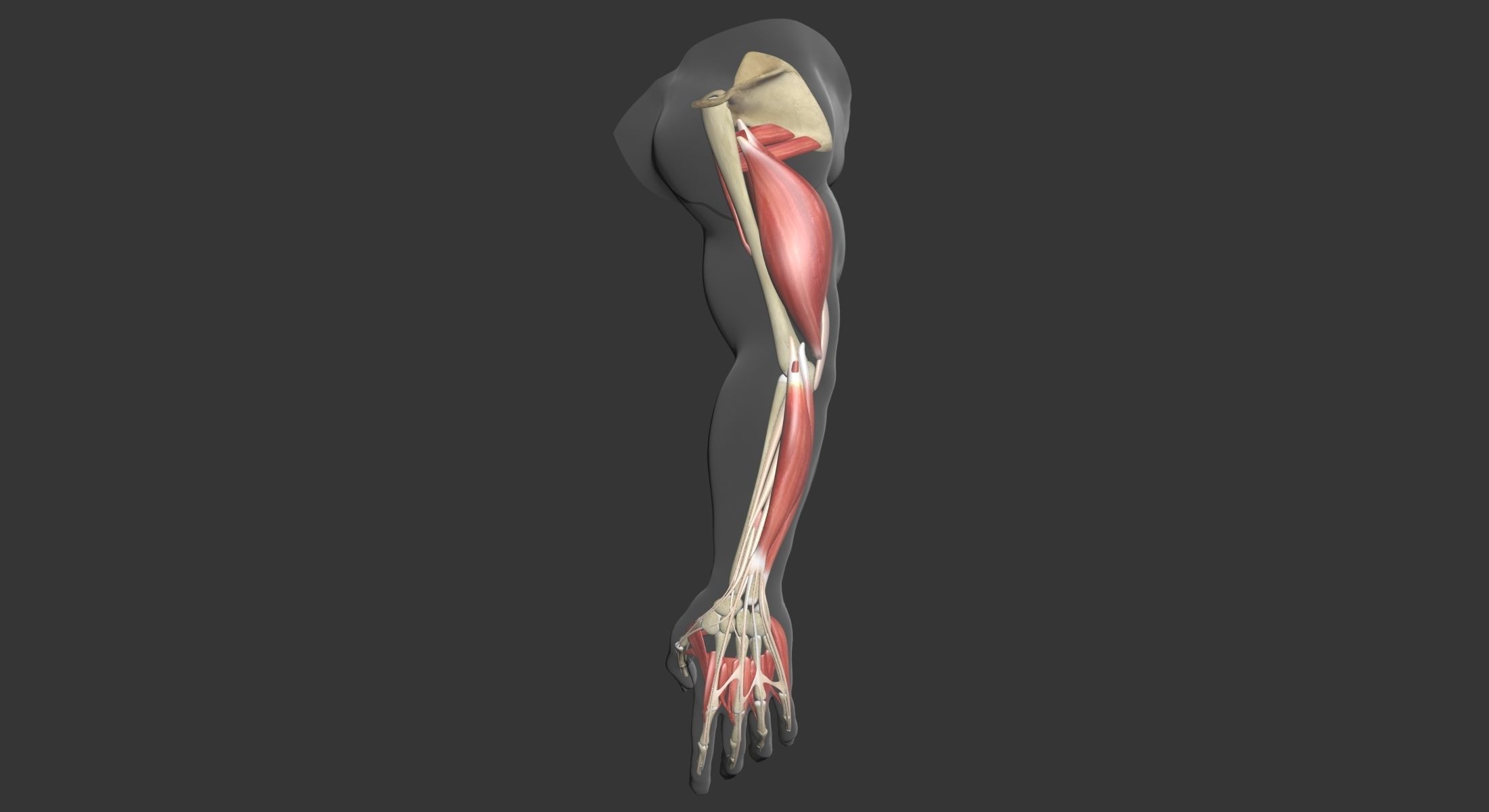 Human Arm Muscle Anatomy 3D model_7