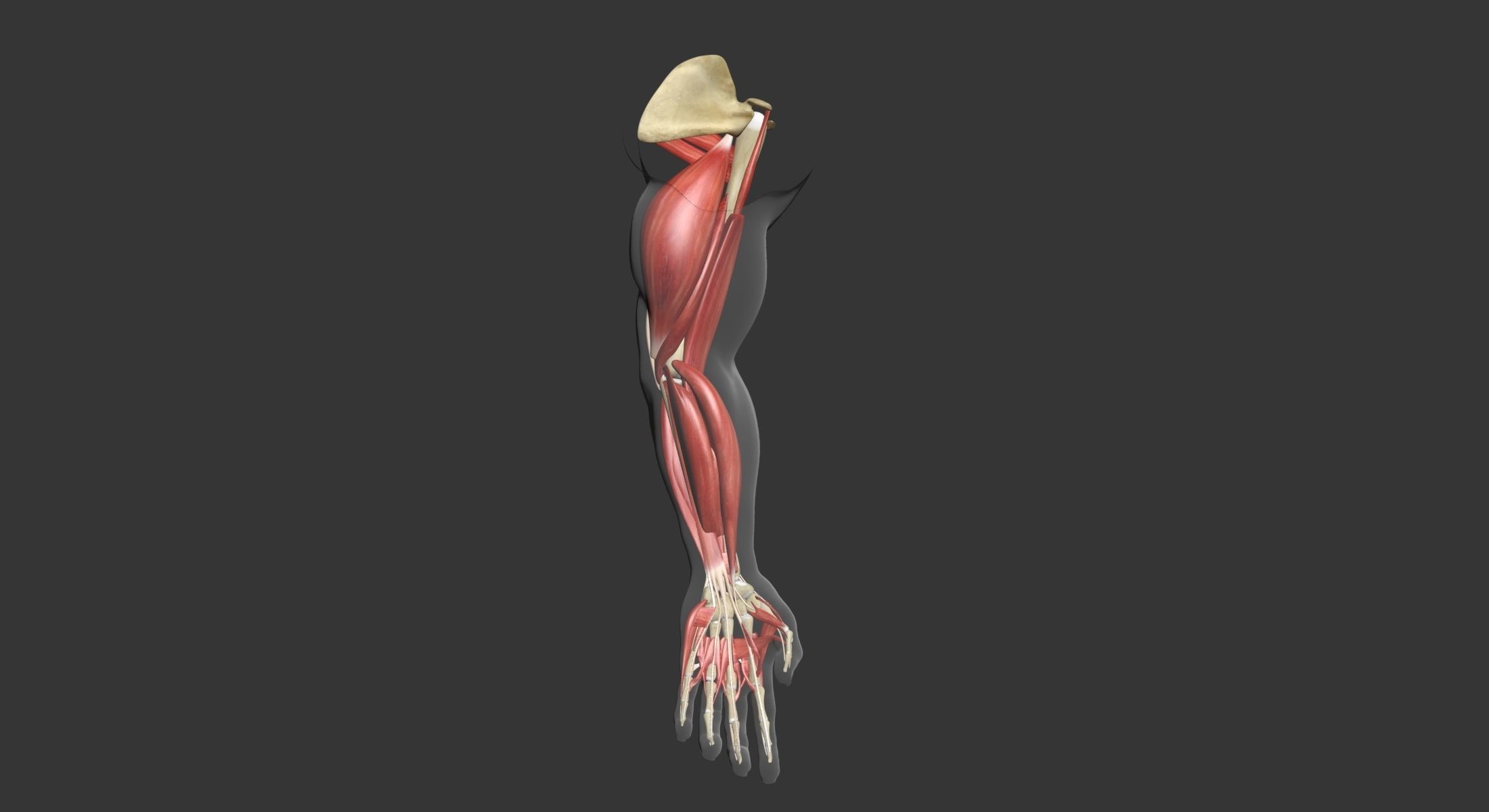 Human Arm Muscle Anatomy 3D model_13