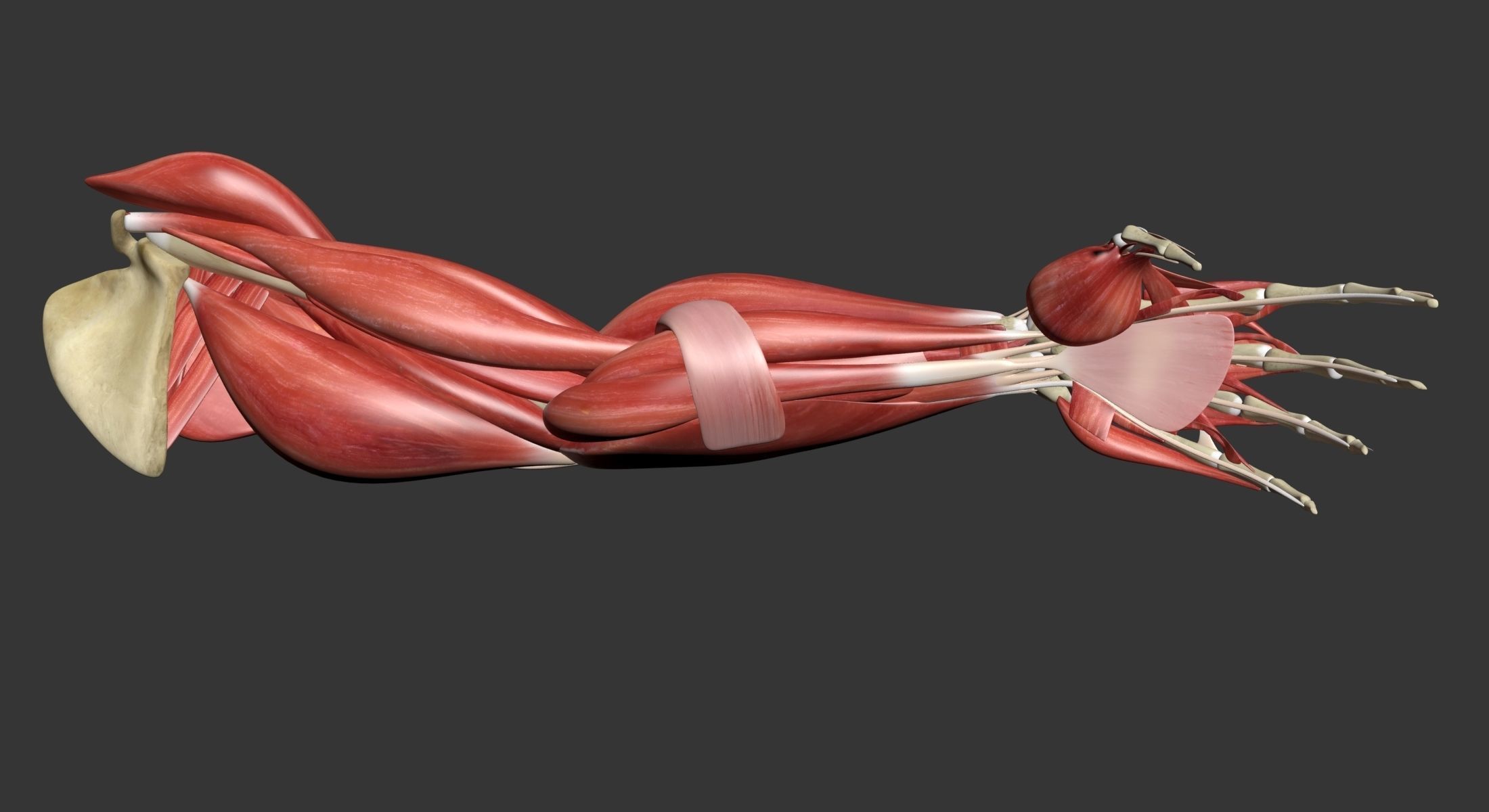 Human Arm Muscle Anatomy 3D model_21