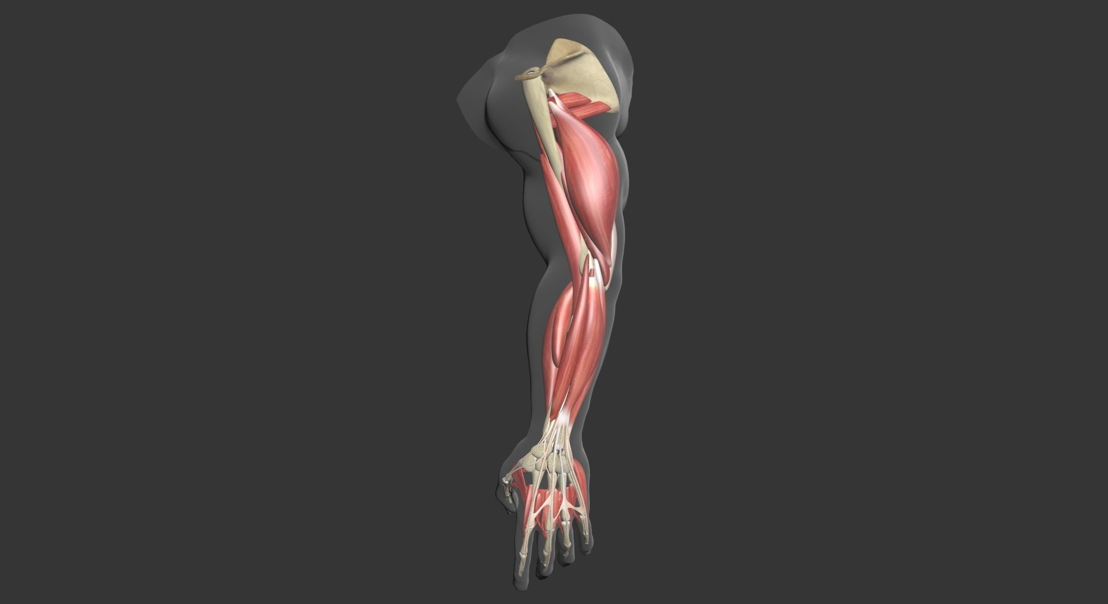 Human Arm Muscle Anatomy 3D model_5