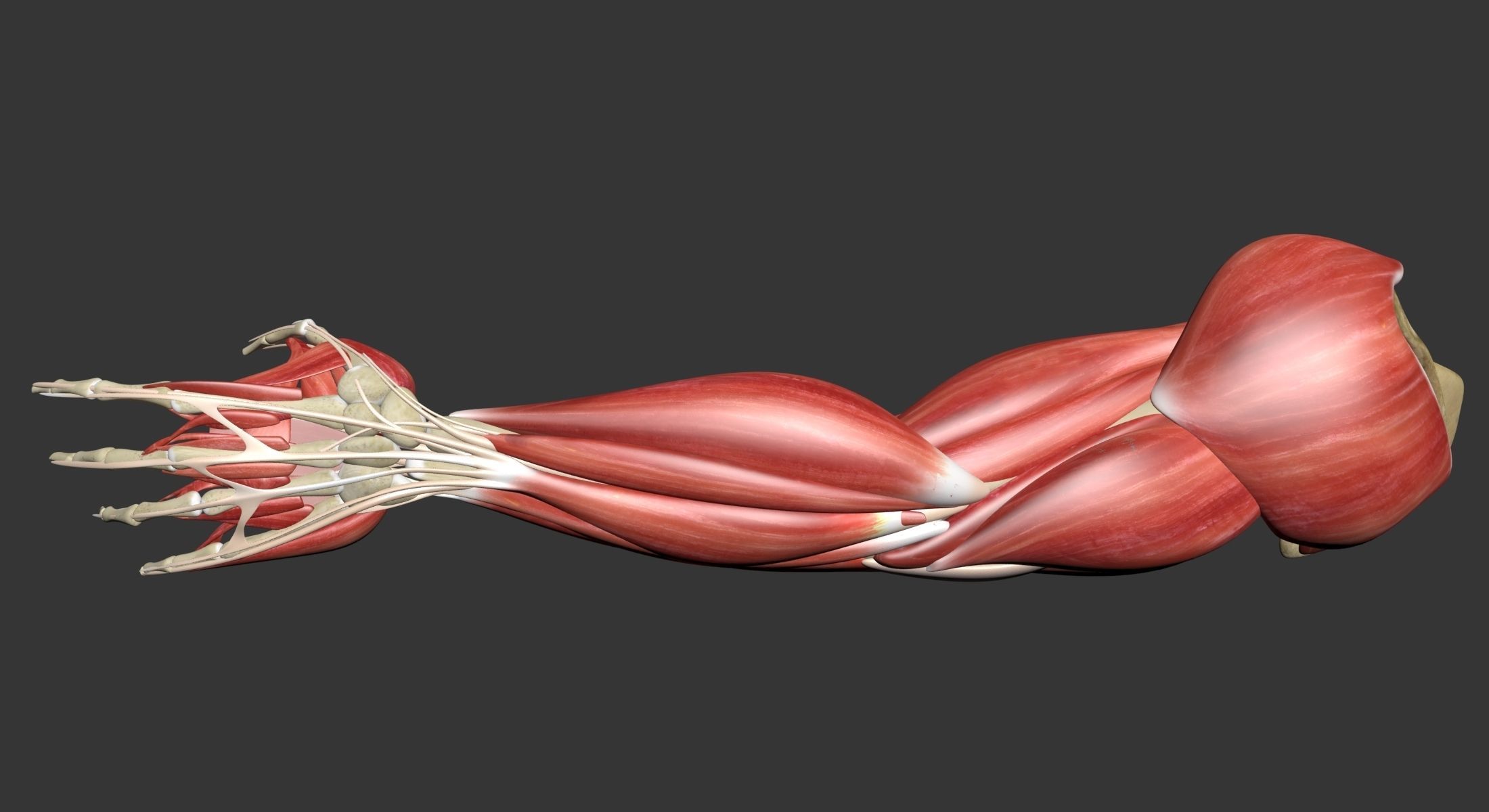 Human Arm Muscle Anatomy 3D model_20