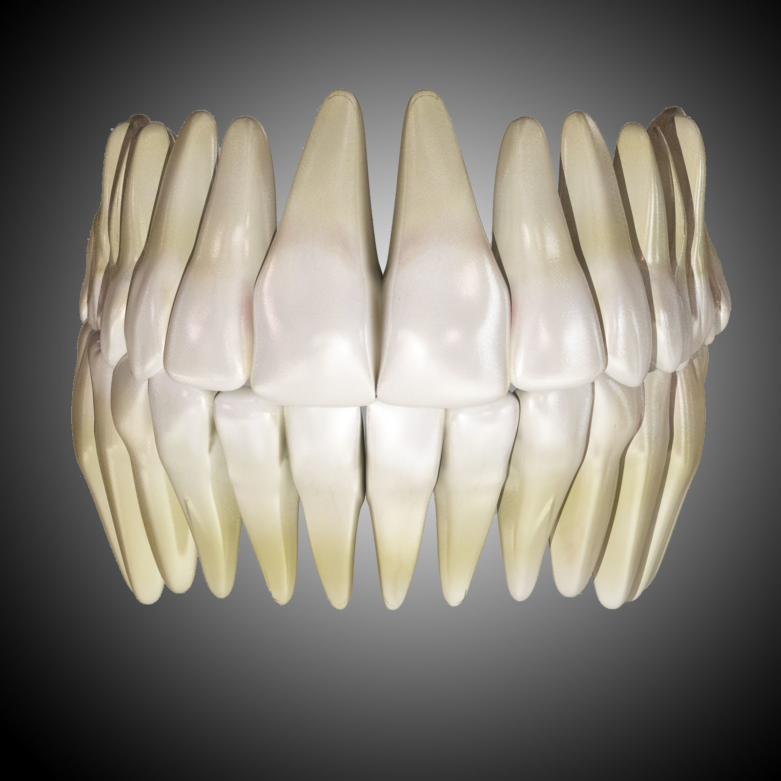 Human Mouth With Teeth Rigged 3D model_5