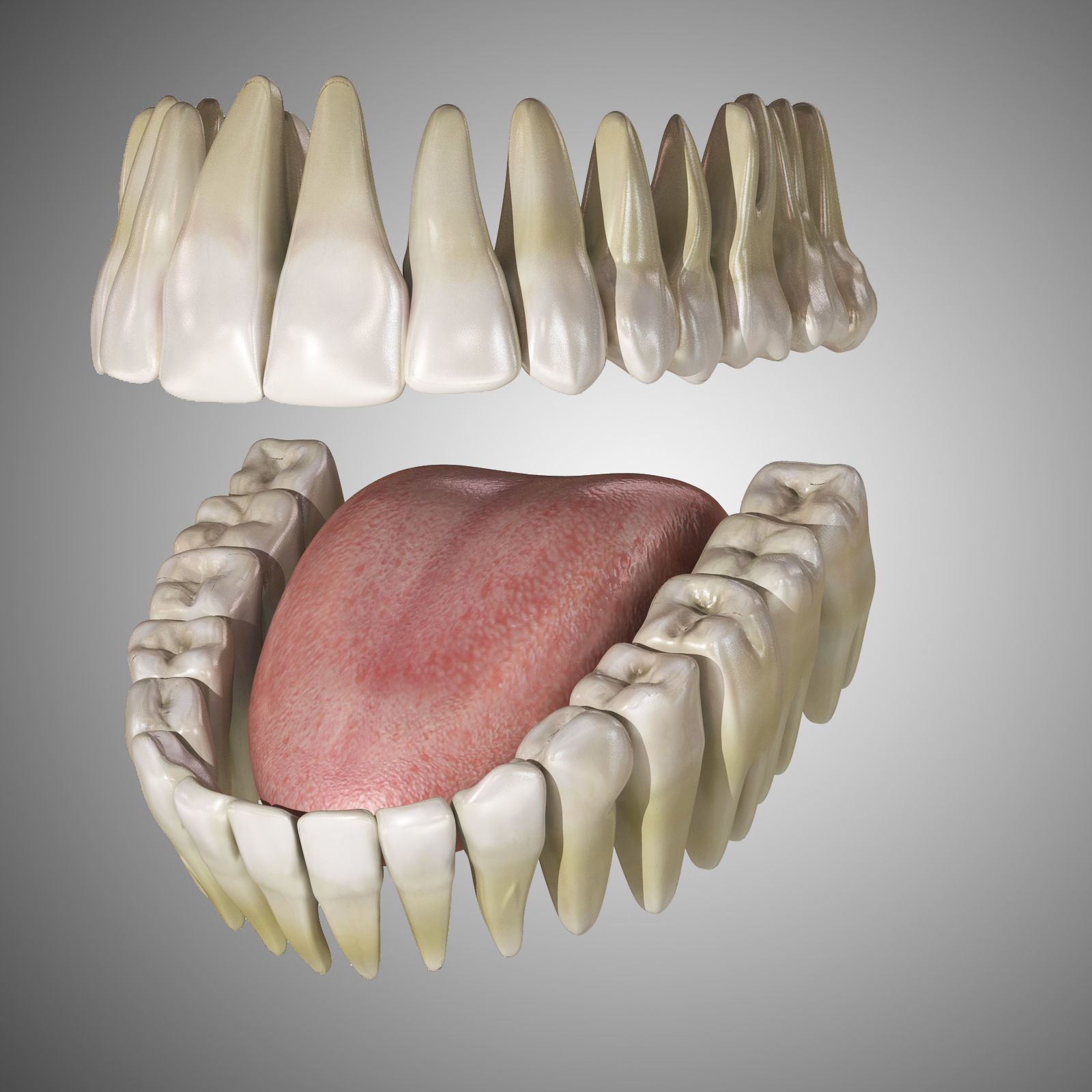 Human Mouth With Teeth Rigged 3D model_8