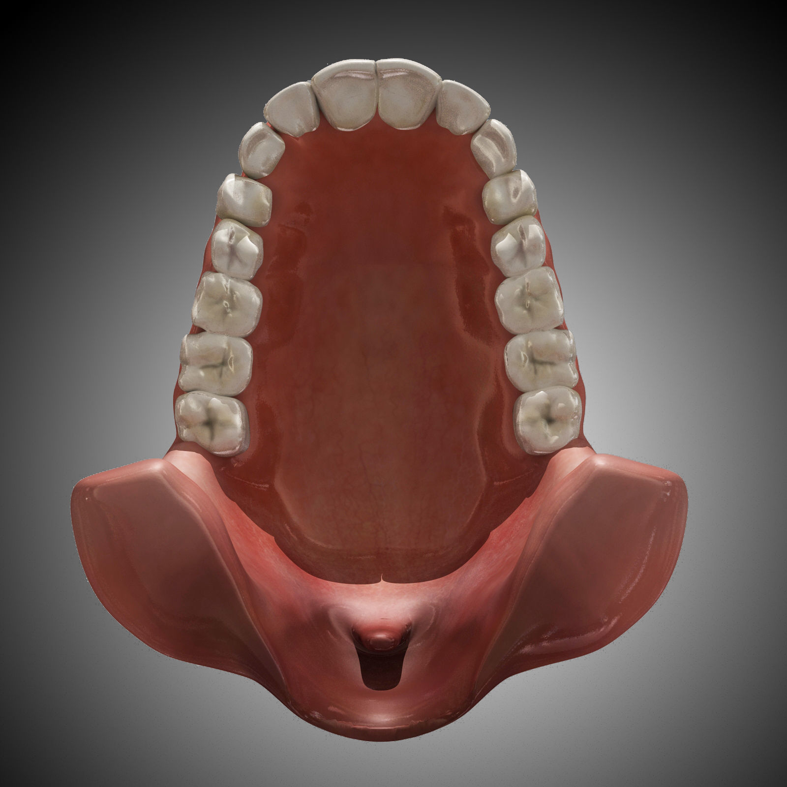 Human Mouth With Teeth Rigged 3D model_6