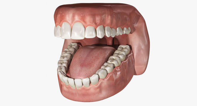 Human Mouth With Teeth Rigged 3D model