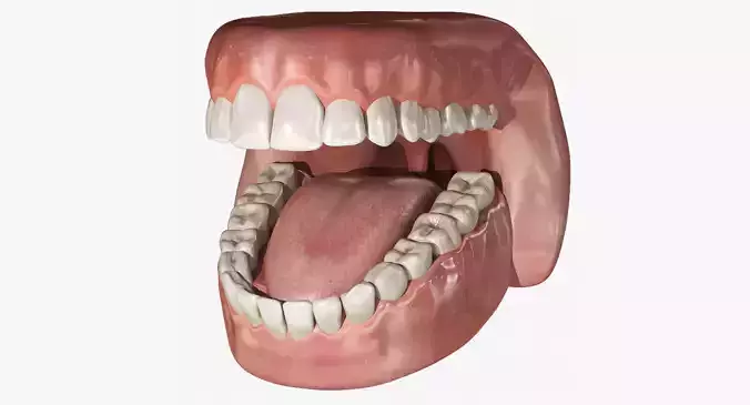 Human Mouth With Teeth Rigged 3D model Human Mouth With Teeth Rigged 3D model