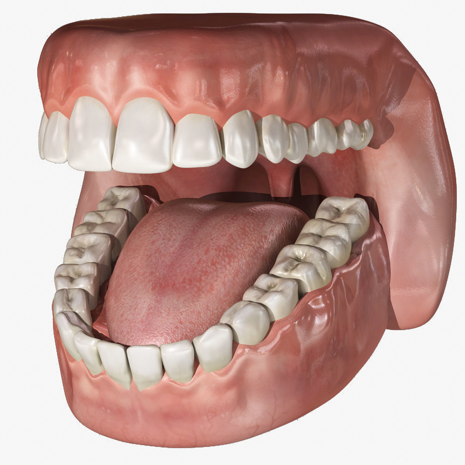 Human Mouth With Teeth Rigged 3D model_1