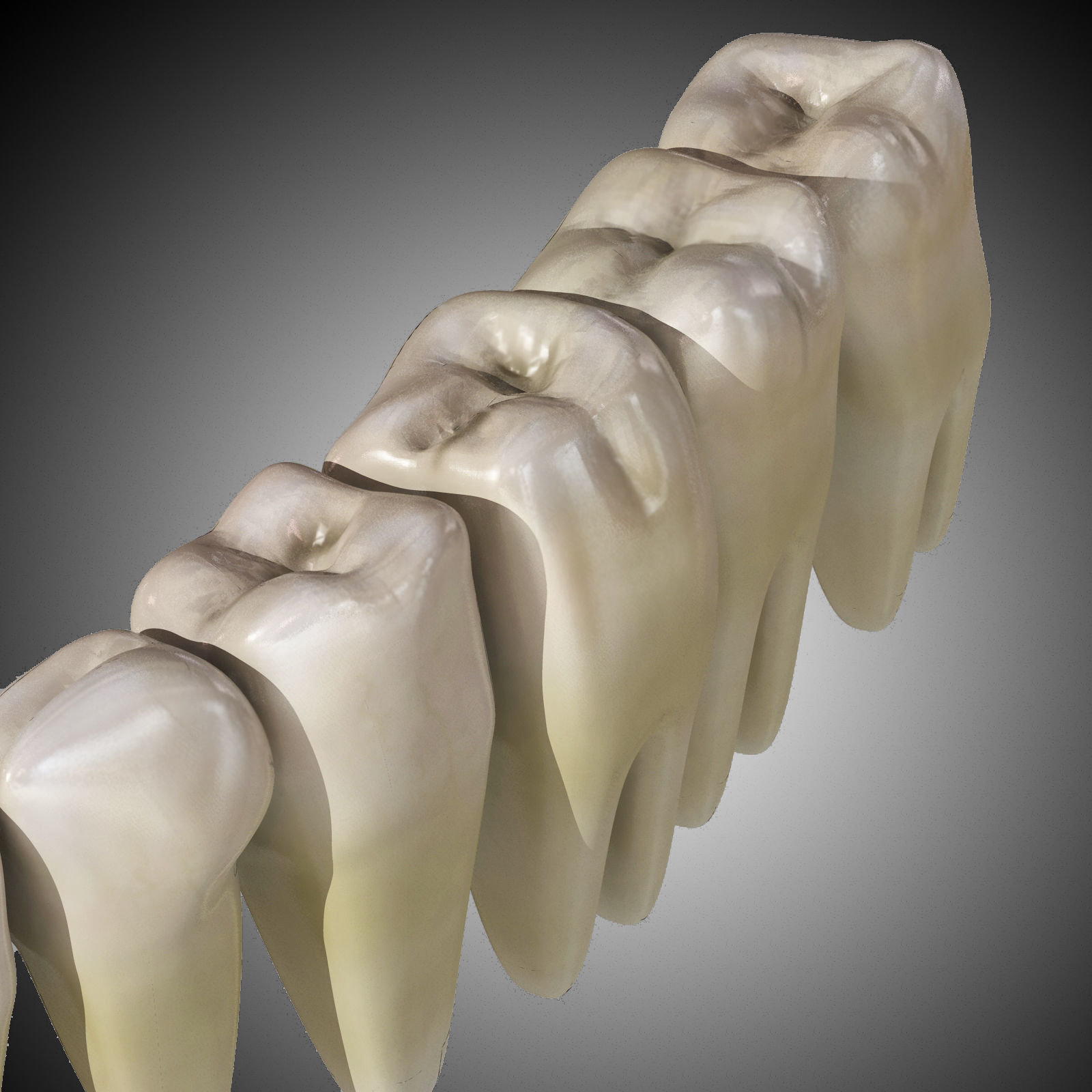 Human Mouth With Teeth Rigged 3D model_4