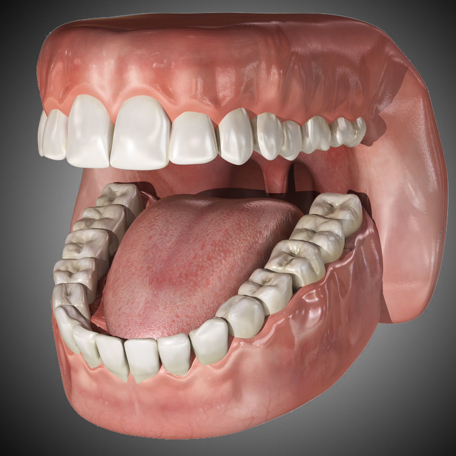 Human Mouth With Teeth Rigged 3D model_2