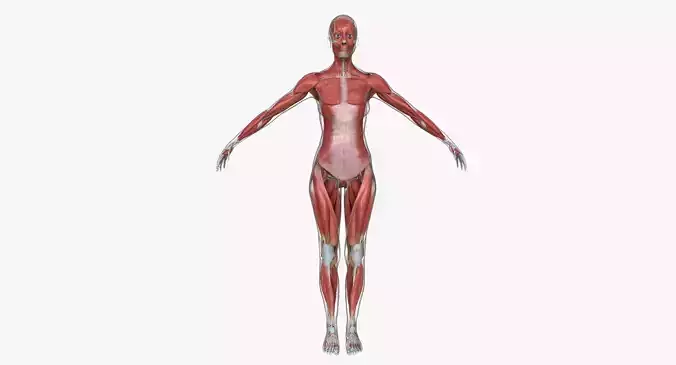 Muscle Anatomy Medical Edition Female