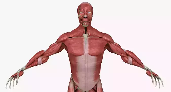 Full Human Muscle Anatomy Medical Edition 3D model