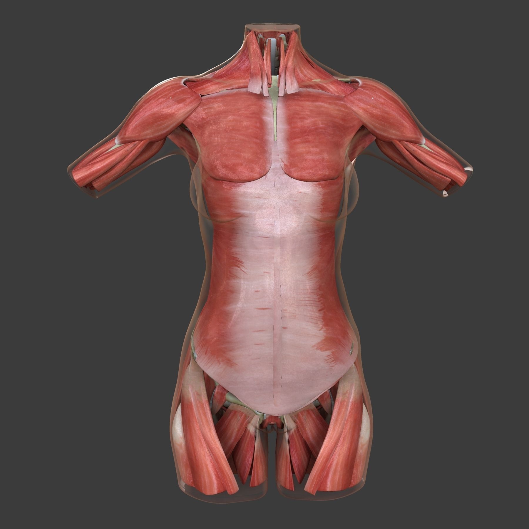 Female Torso Muscle Anatomy 3D model_10
