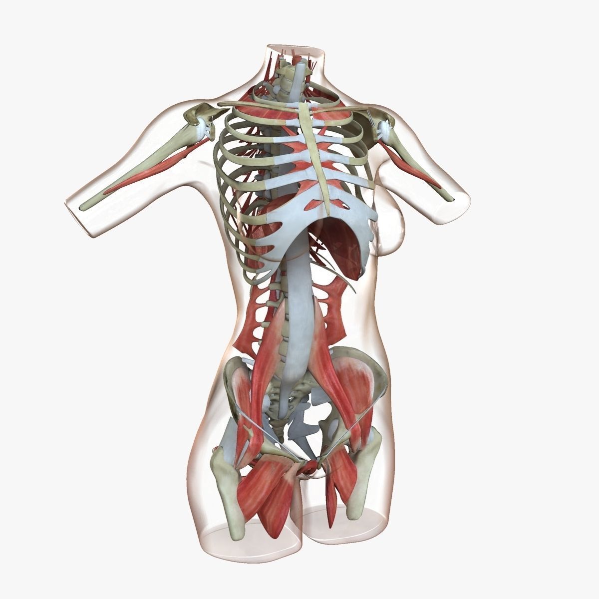 Female Torso Muscle Anatomy 3D model_30