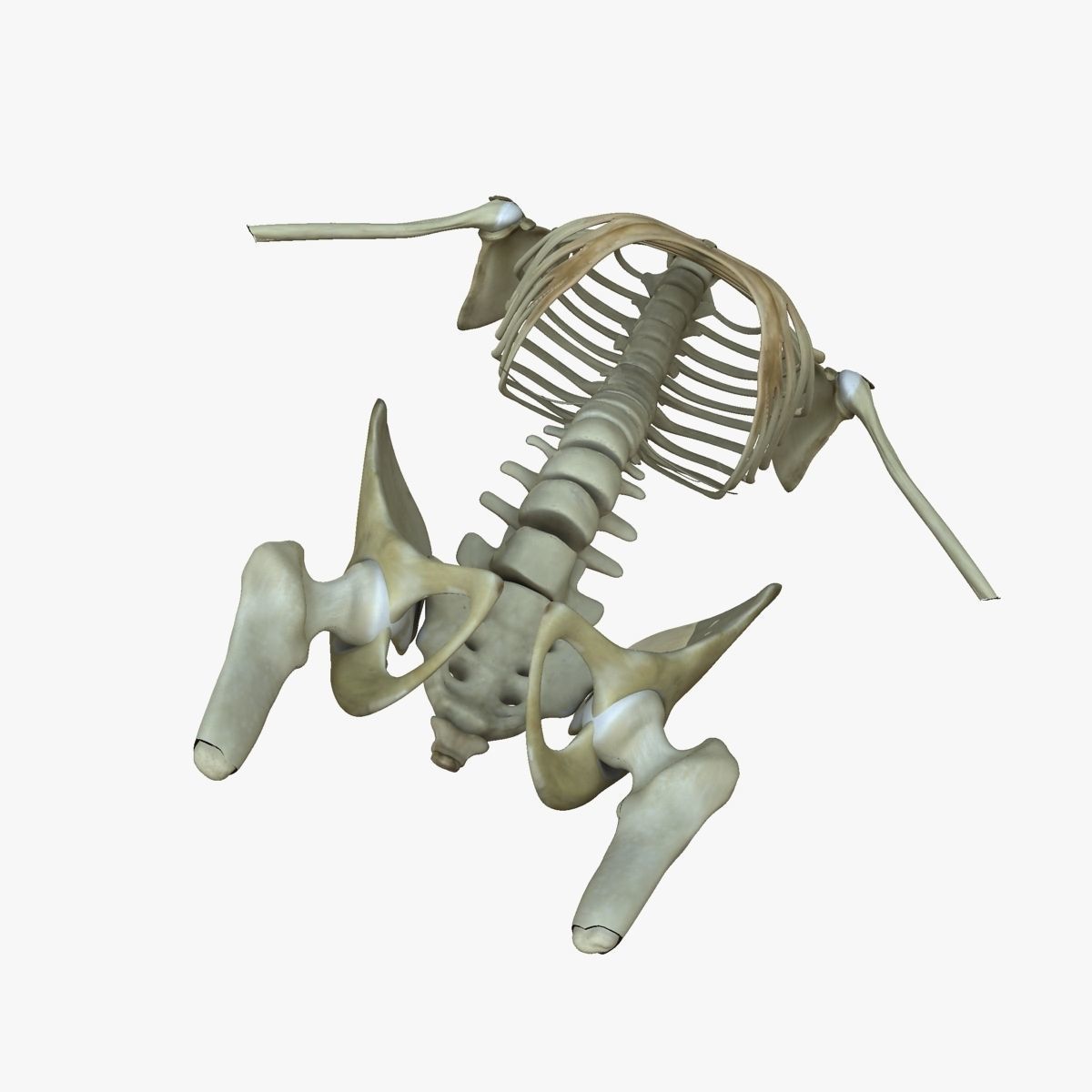 Female Torso Muscle Anatomy 3D model_7