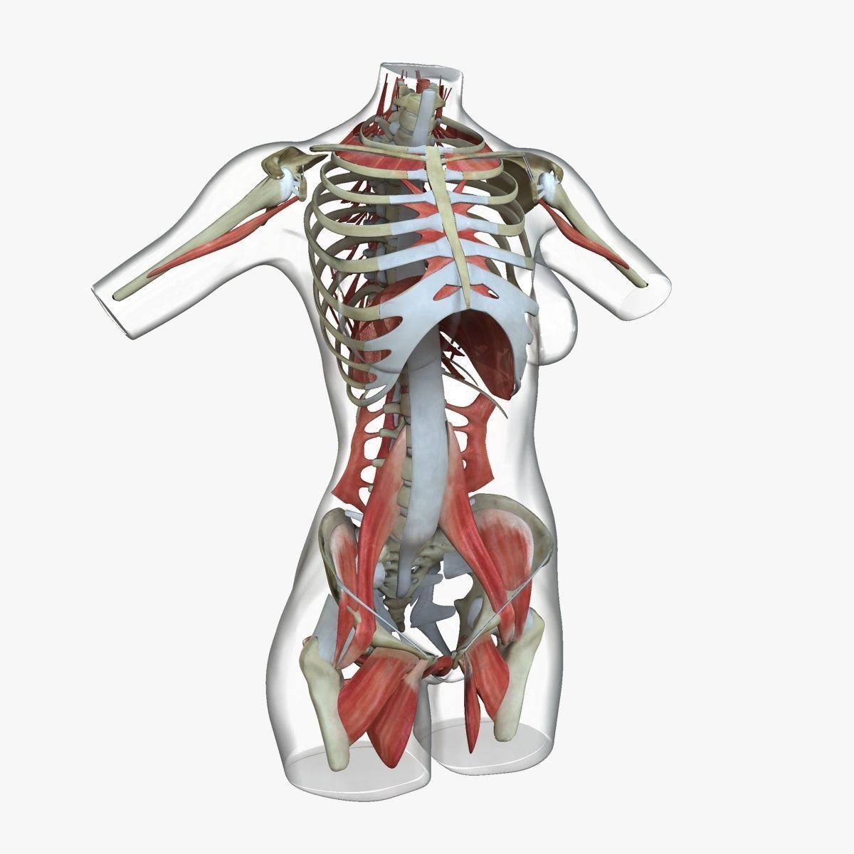 Female Torso Muscle Anatomy 3D model_25