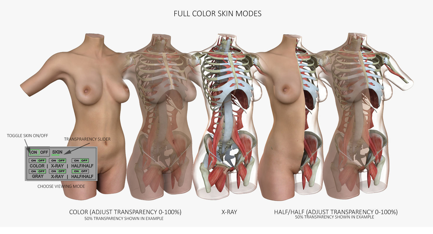 Female Torso Muscle Anatomy 3D model_16