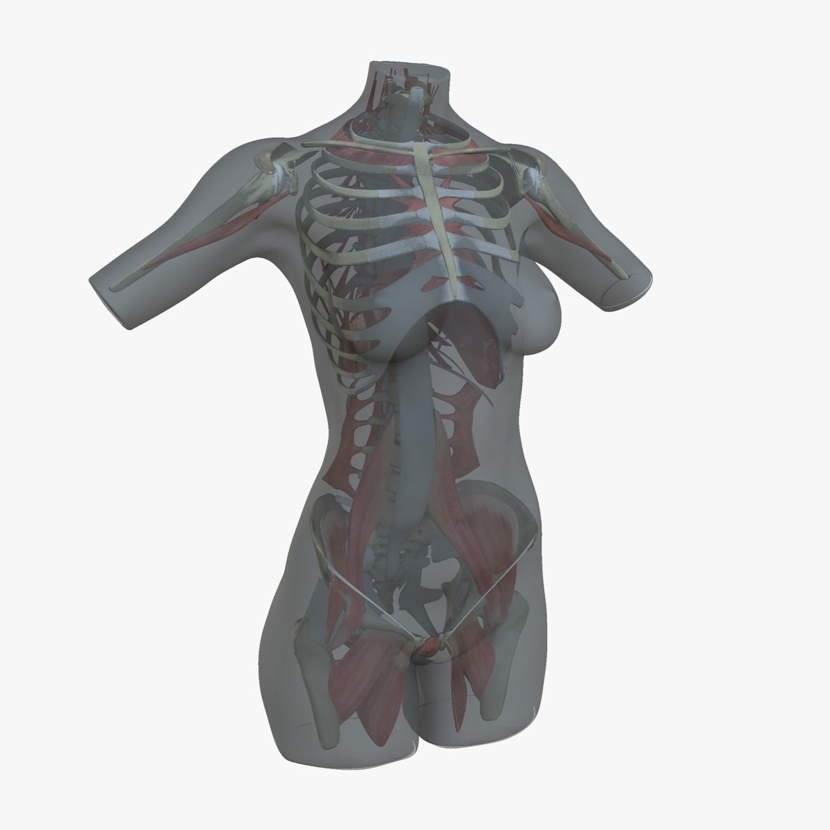 Female Torso Muscle Anatomy 3D model_24
