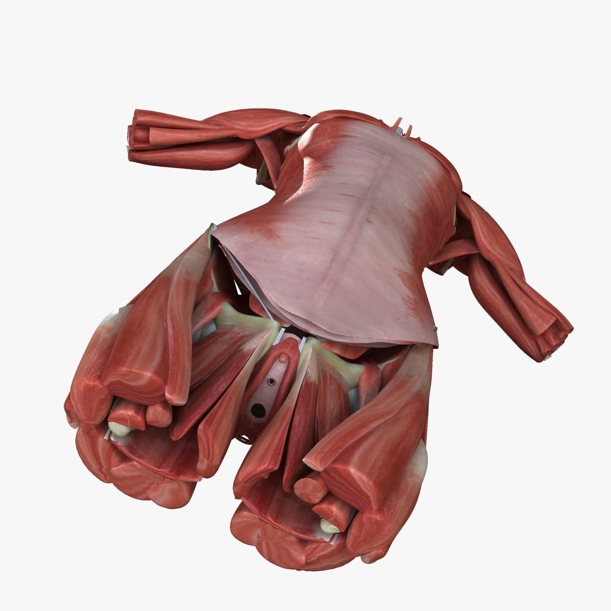 Female Torso Muscle Anatomy 3D model_5