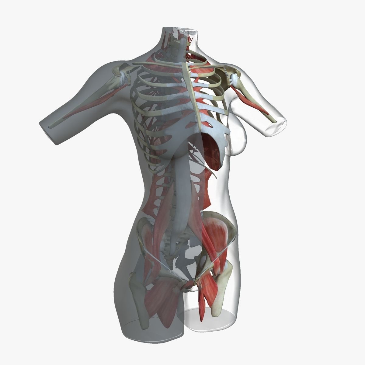 Female Torso Muscle Anatomy 3D model_26
