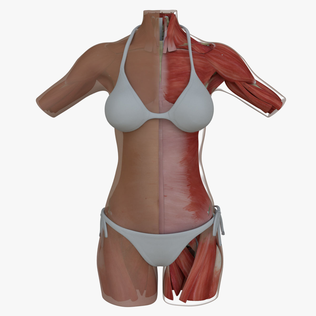 Female Torso Muscle Anatomy 3D model_1