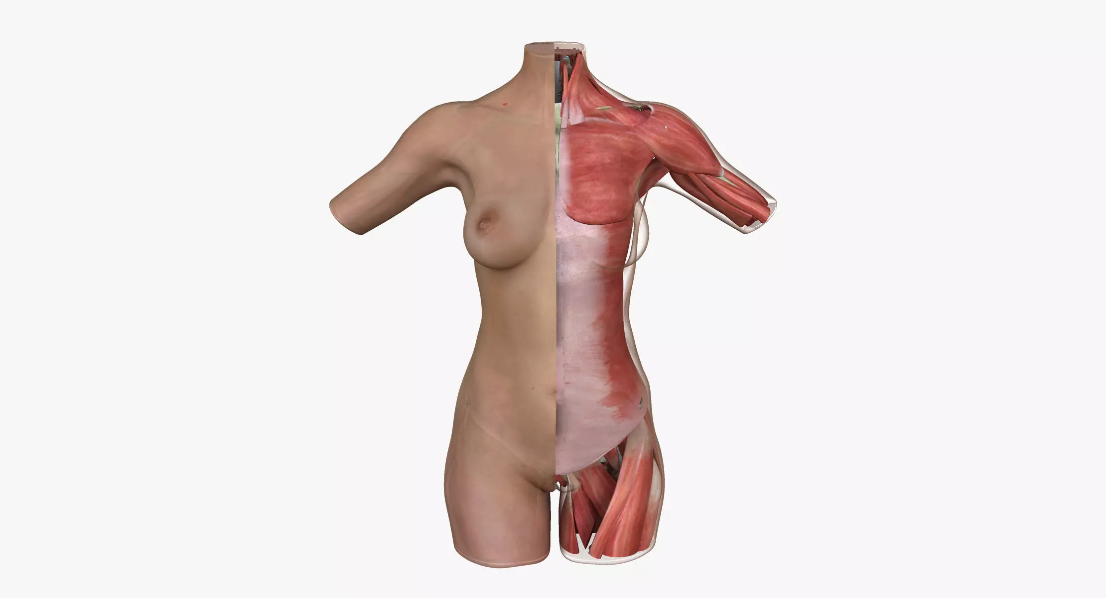 Female Torso Muscle Anatomy 3D model_0