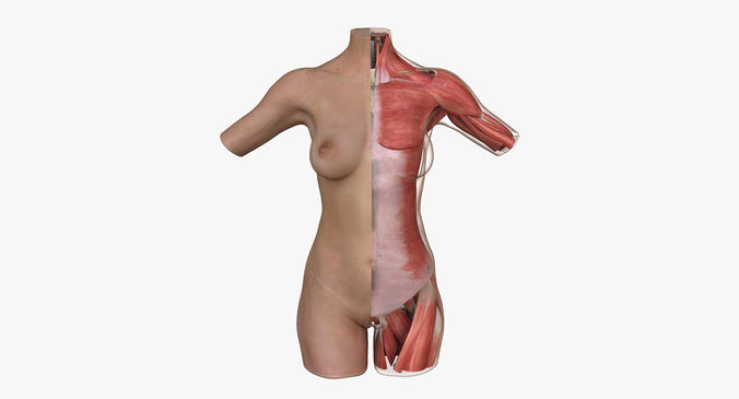 Female Torso Muscle Anatomy 3D model