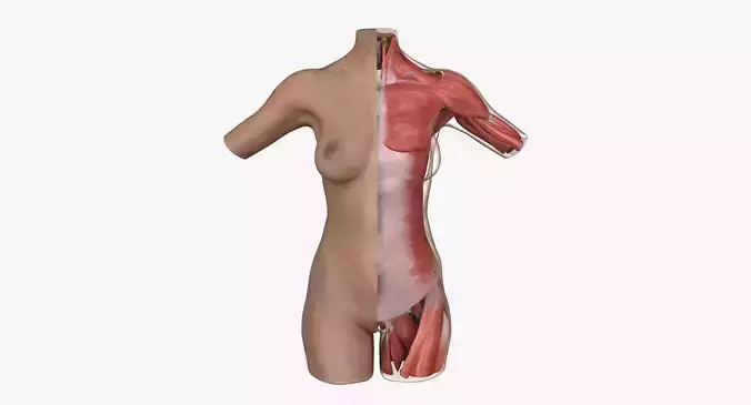 Female Torso Muscle Anatomy 3D model