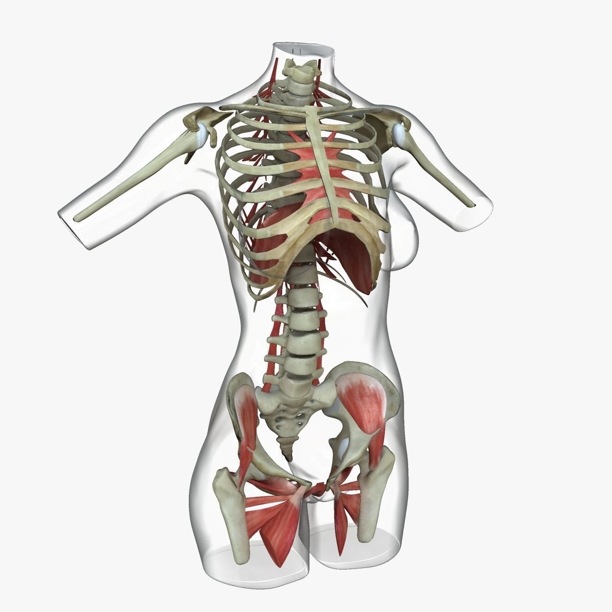 Female Torso Muscle Anatomy 3D model_19