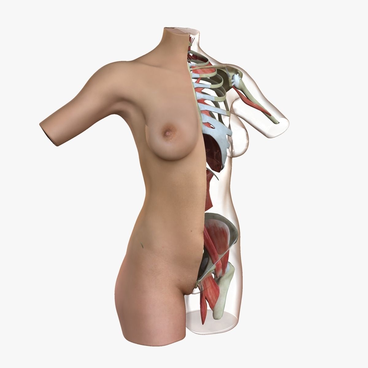 Female Torso Muscle Anatomy 3D model_32