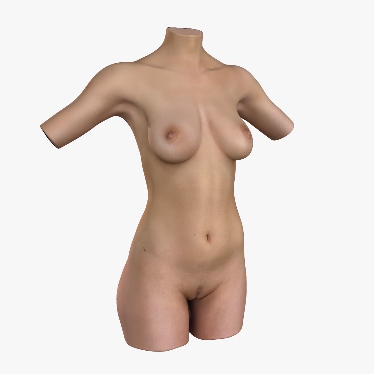 Female Torso Muscle Anatomy 3D model_28