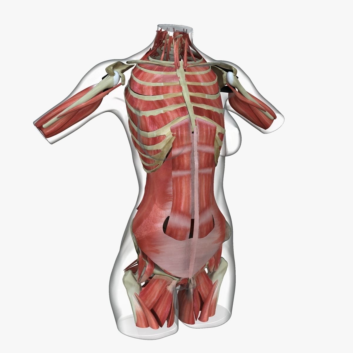 Female Torso Muscle Anatomy 3D model_22