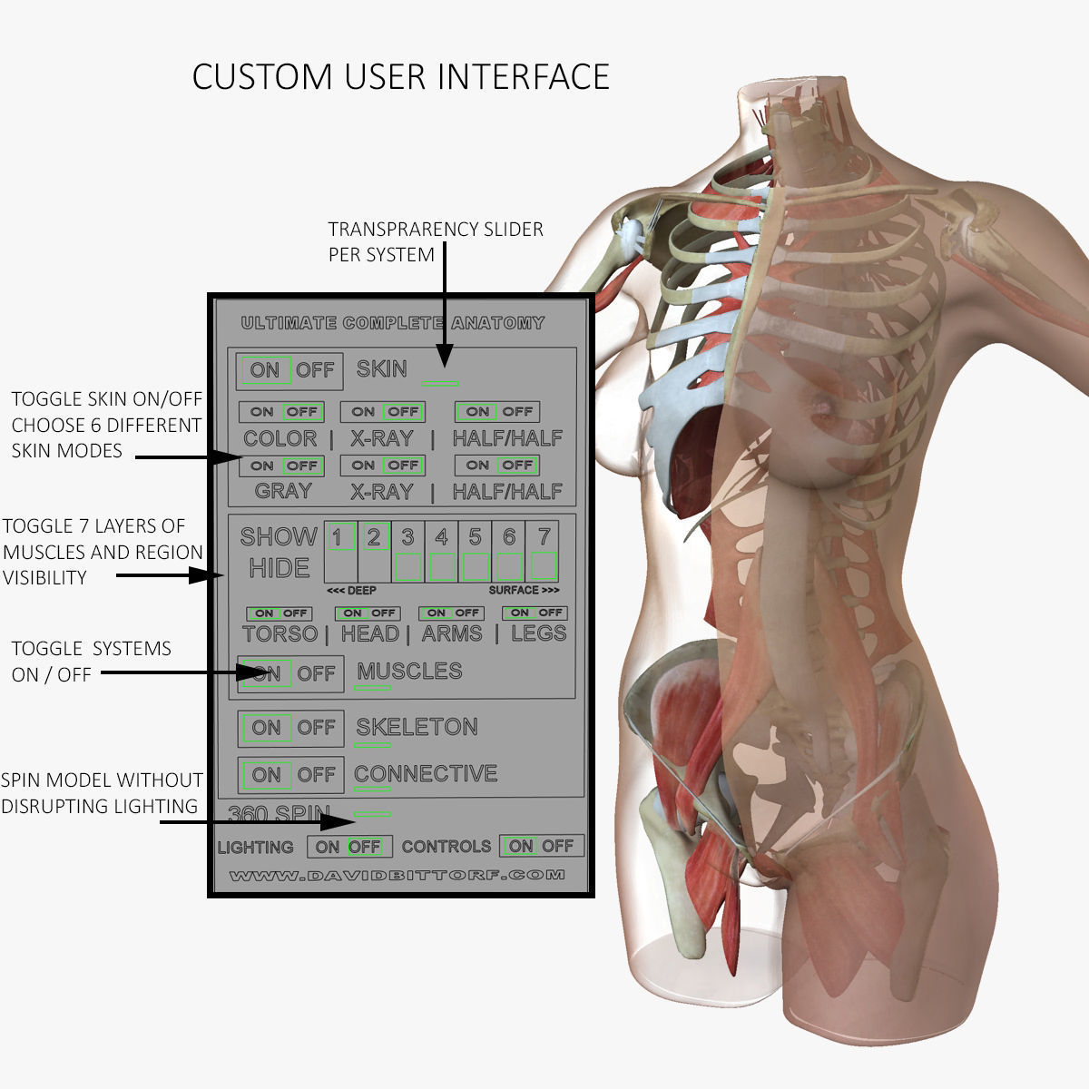 Female Torso Muscle Anatomy 3D model_15