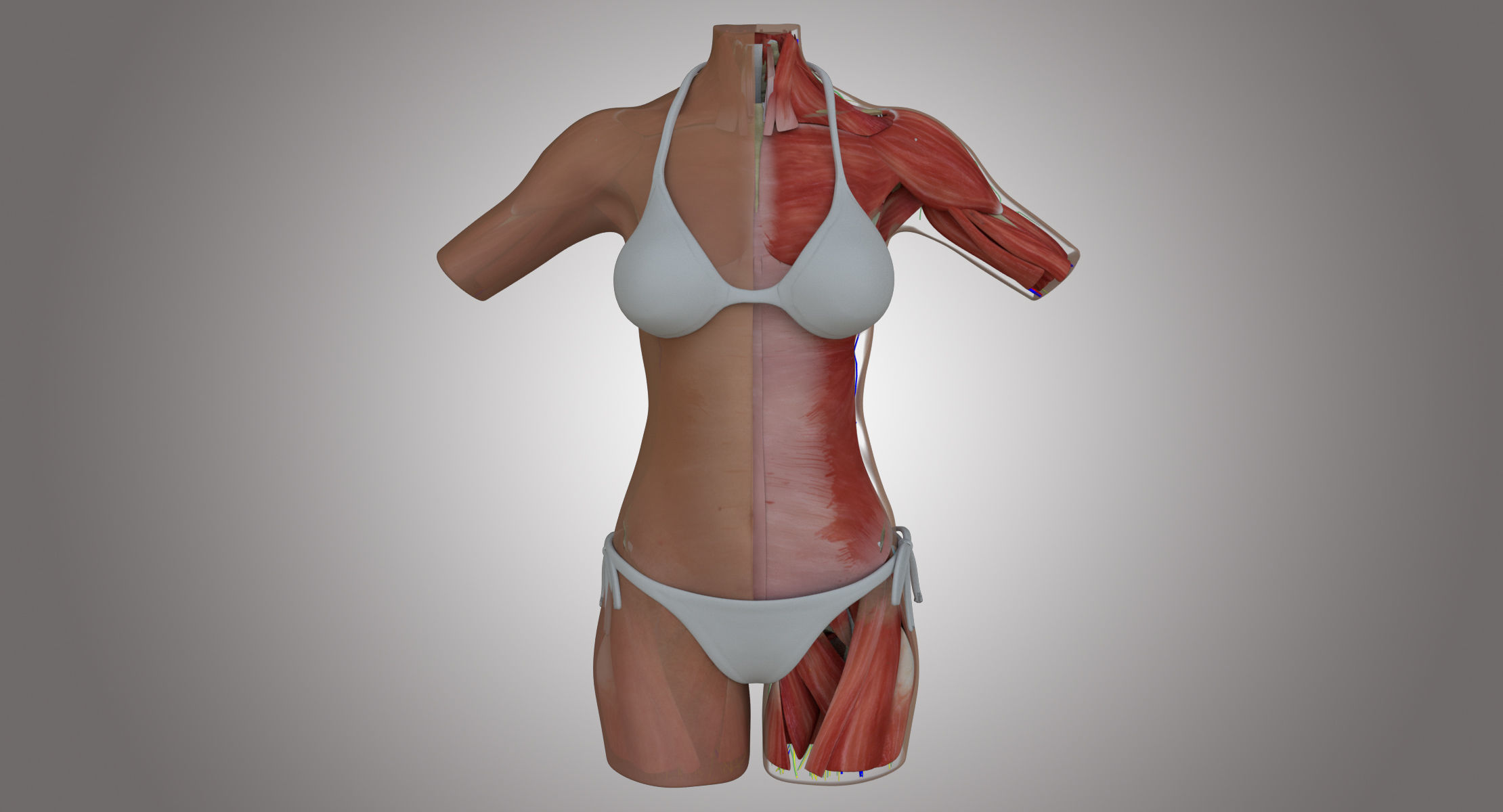 Female Torso Muscle Anatomy 3D model_2