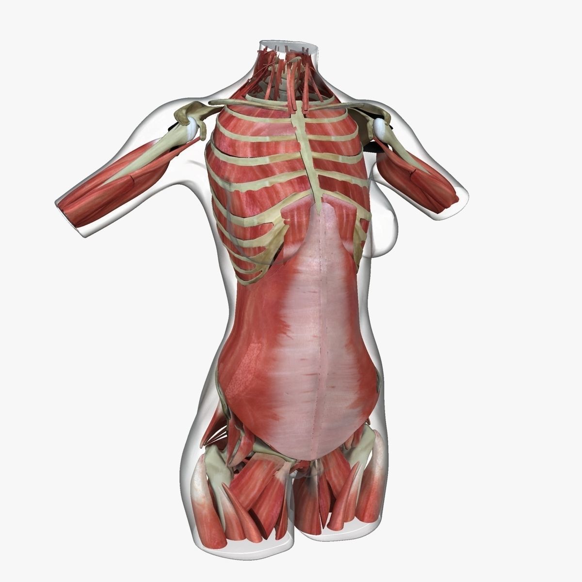 Female Torso Muscle Anatomy 3D model_12