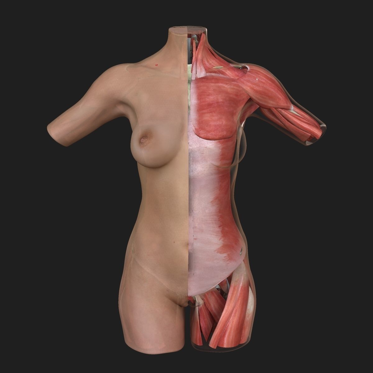 Female Torso Muscle Anatomy 3D model_4