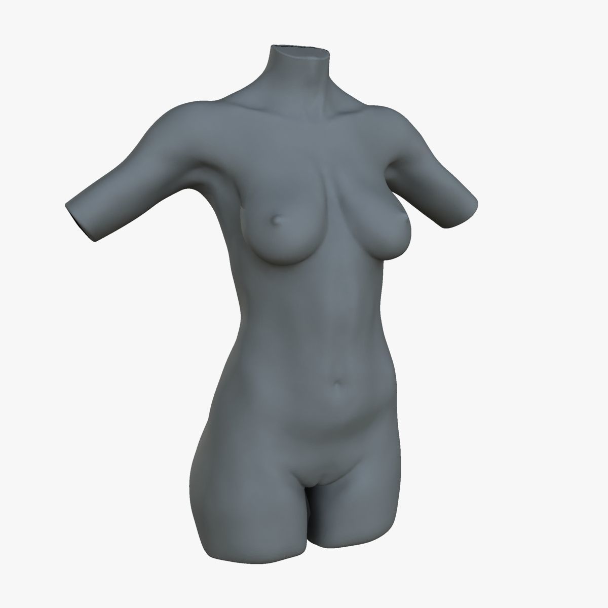 Female Torso Muscle Anatomy 3D model_23