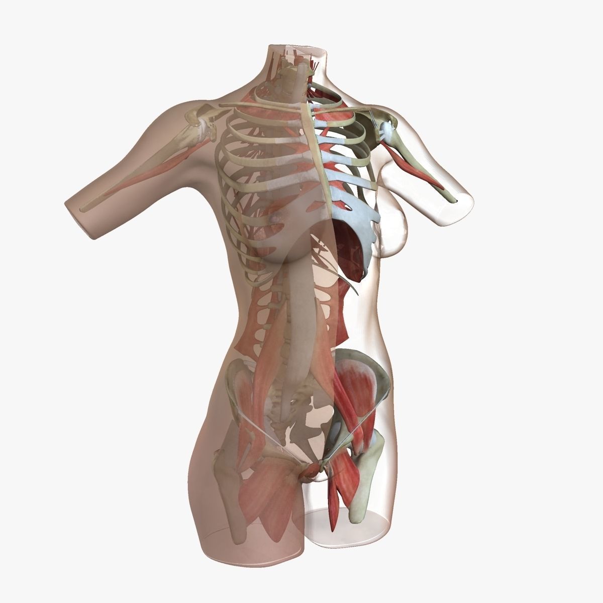 Female Torso Muscle Anatomy 3D model_31