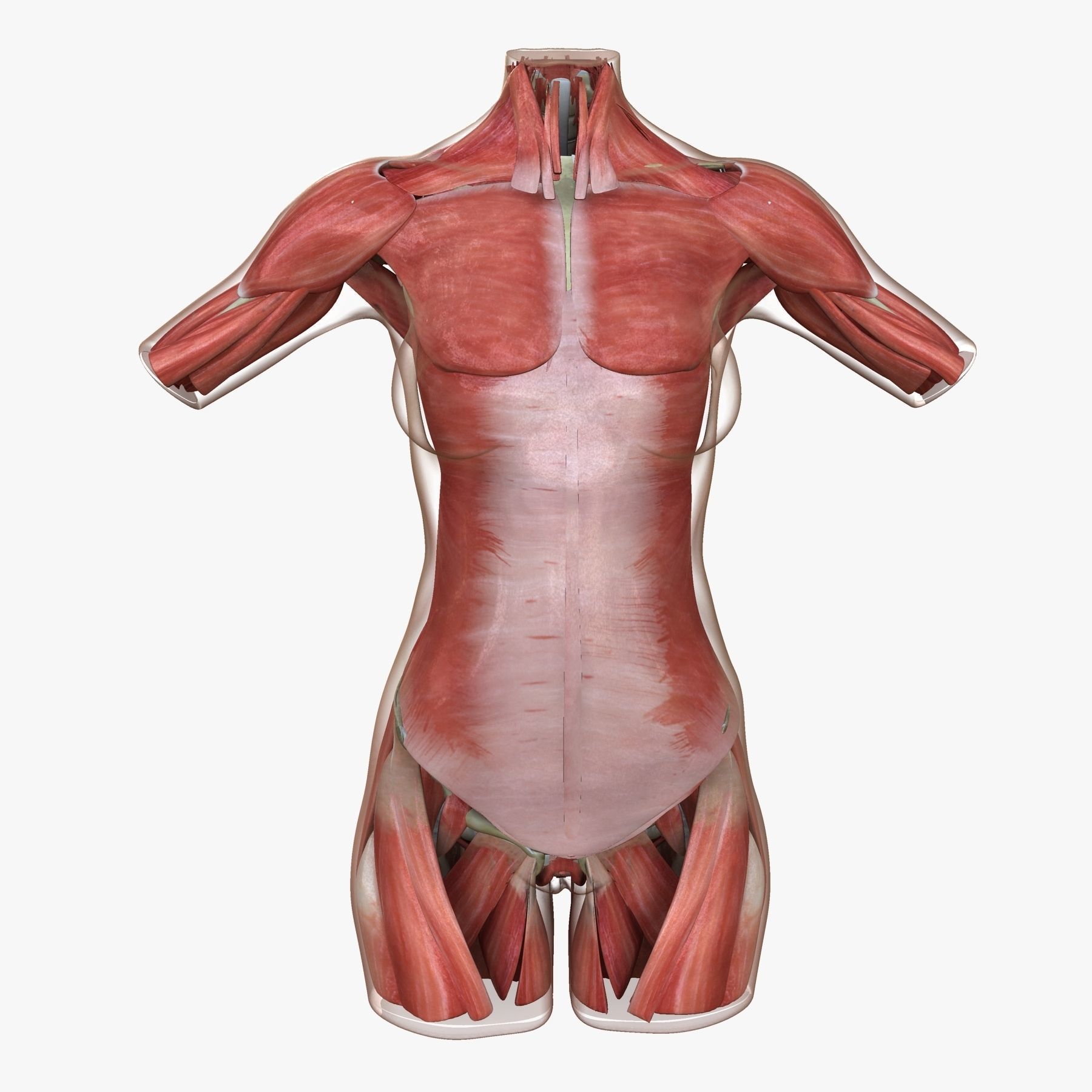 Female Torso Muscle Anatomy 3D model_9